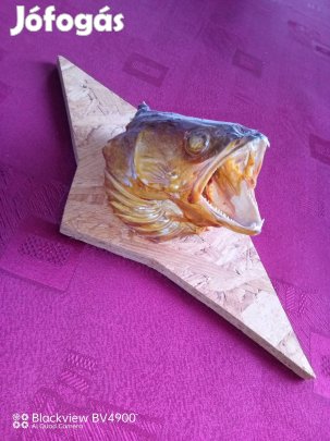 Horgásztrófea süllő preparátum