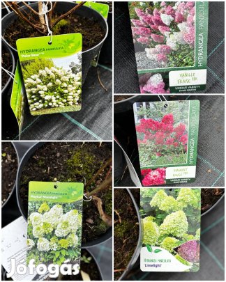 Hortenzia, több fajta