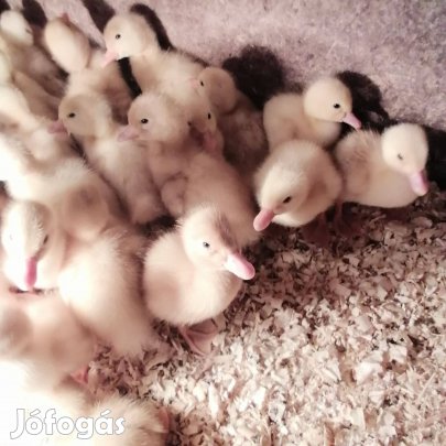 Hortobágyi fehér kacsa eladó