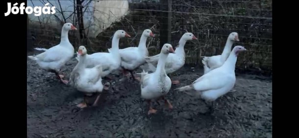 Hortobágyi fehér liba 