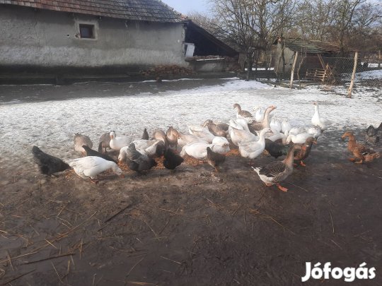 Hortobágyi fehérliba