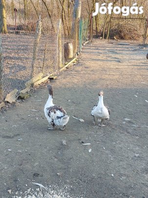 Hortobágyi fodros tollazatú libák eladók 