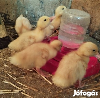 Hortobágyi kacsák eladók