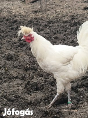 Hosszan kukorékolo Sanjak tyúkot keresek