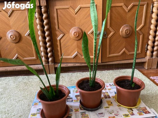 Hosszú sanzavéria szobanövények