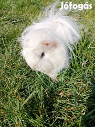 Hosszú szőrű hófehér tengerimalac eladó