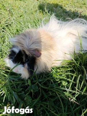 Hosszú szőrű tengerimalac eladó