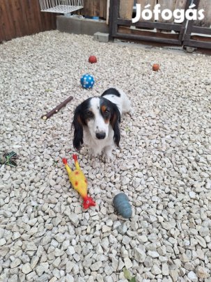 Hosszúszőrű, Kedves és Fiatal Felnőtt Kan Tacskó Kutyus Eladó!