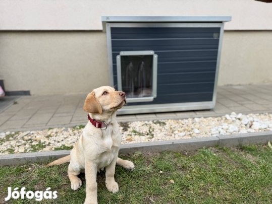 Hőszigetelt kutyaház - Nagy - Szendbox