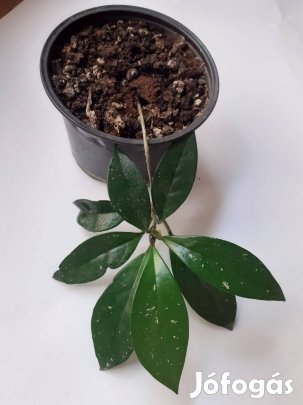 Hoya Carnosa, viaszvirág cserépben