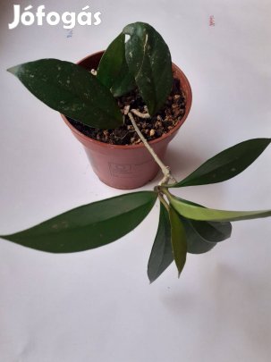 Hoya Carnosa, viaszvirág földben