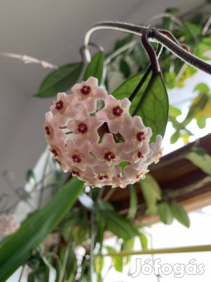 Hoya Porcelán virág Viaszvirág