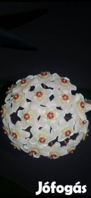 Hoya Porcelánvirág Viaszvirág