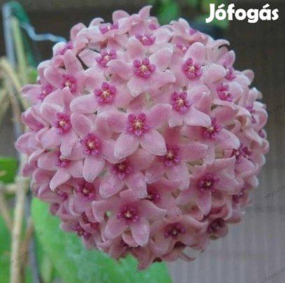 Hoya, Viaszvirág, Hoya Hanhiae Pink