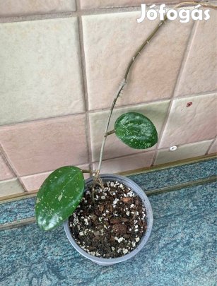 Hoya acuta splash viaszvirág
