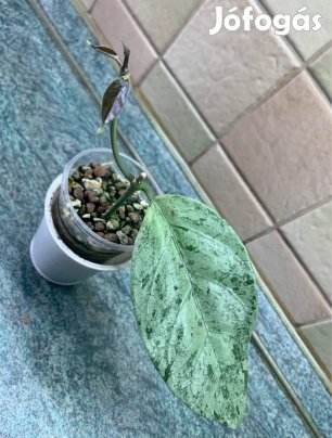 Hoya coriacea silver Viaszvirág