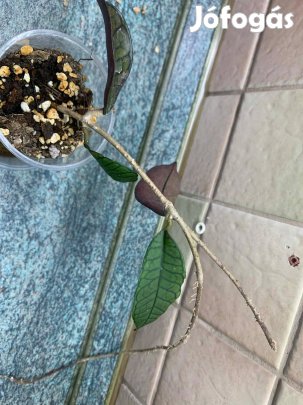 Hoya gunung gading Viaszvirág