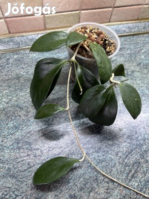 Hoya kho reses sunda Viaszvirág szobanövény