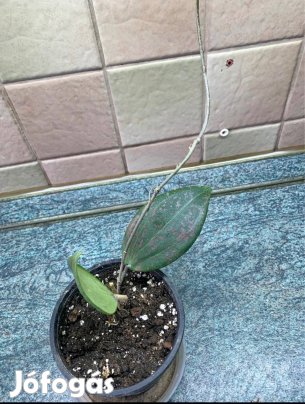 Hoya wibergiage viaszvirág