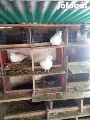 Hubbel s Myrtis husgalambok eladók