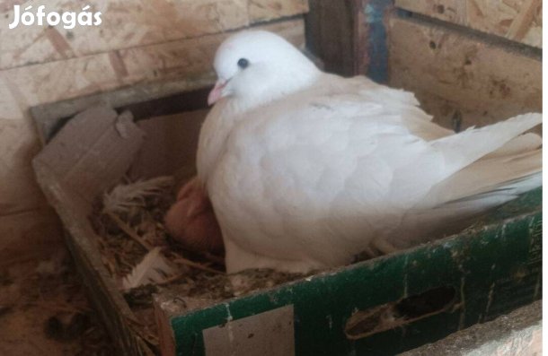 Hubbel és Mondane tenyészpárok