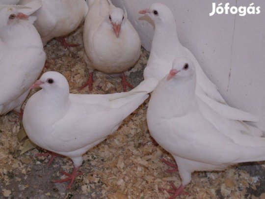 Hubbel fiatalok költöznének