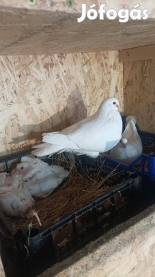 Hubbel költőpárok