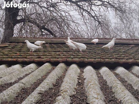 Hubel fiatalok eladok