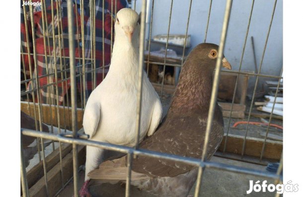 Hubel galambok más dúcban költöznének