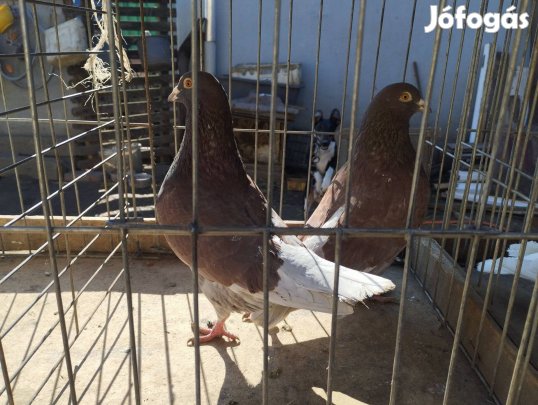 Hubel galambok más dúcban költöznének