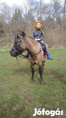 Hucul kanca és herélt