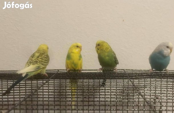 Hullámos Papagájok vegyes ivarban [1 év]