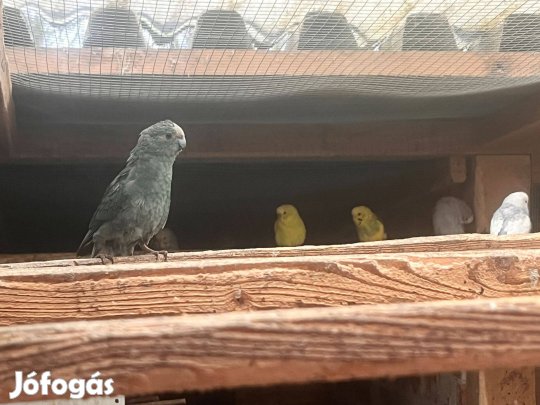 Hullámos papagáj eladó