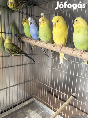Hullámos papagáj eladó