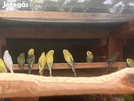 Hullámos papagáj eladó