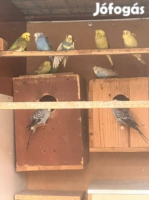 Hullámos papagáj eladó