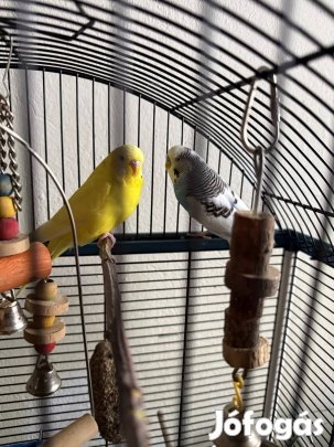 Hullámos papagáj és kalitka  teljes felszereléssel eladó