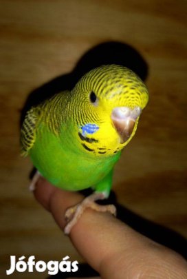 Hullámos papagáj fiatalok