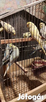 Hullámos papagájok 