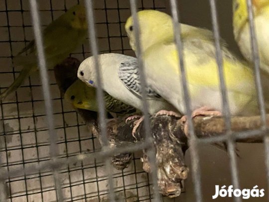Hullámos papagájok eladok