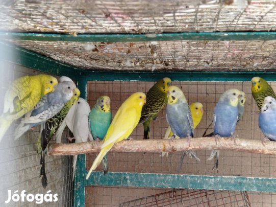 Hullámos papagájok eladók