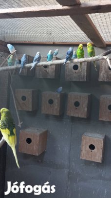 Hullámos papagájok eladók.