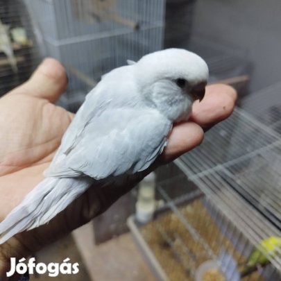 Hullámos papagájok eladók 