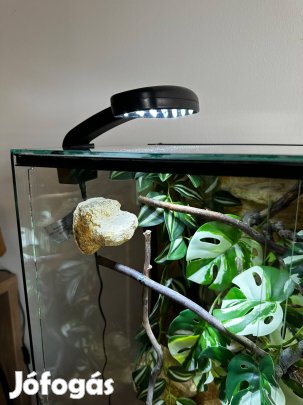 Hüllő Terrárium
