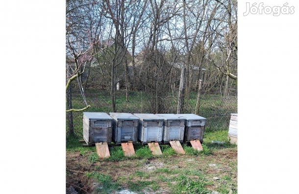 Hunor méhcsalád eladó