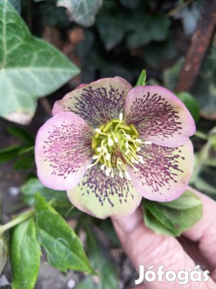 Hunyor télálló virág