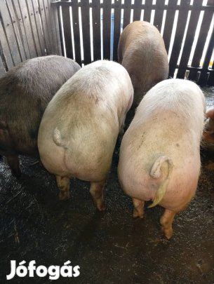 Hús és mangalica keresztezett hizók eladó 