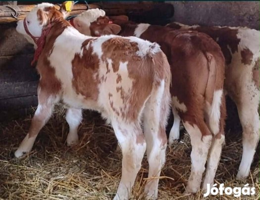 Hús hasznú bika borjak