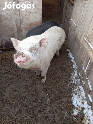 Hús jellegű aktív kan eladó