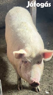 Hús jellegű hízó eladó!!